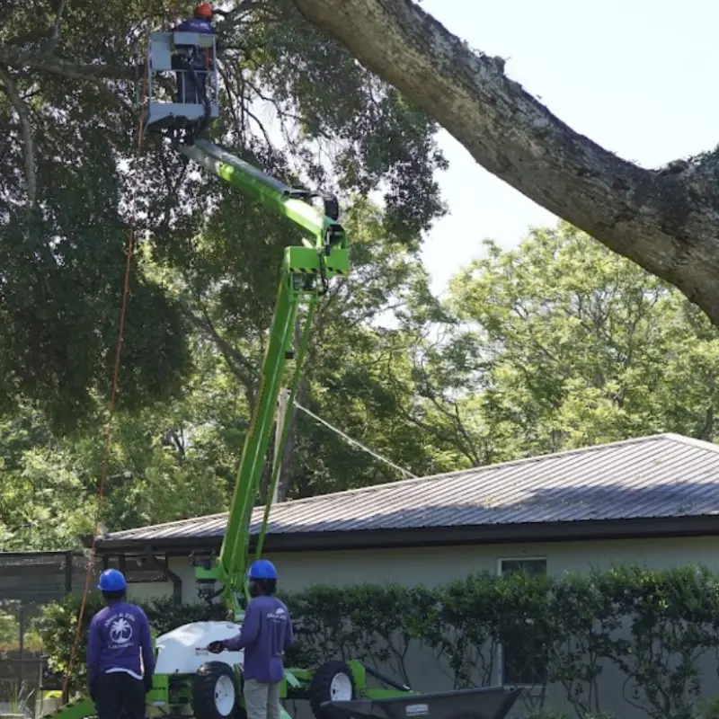 servicios de tampa tree trimming