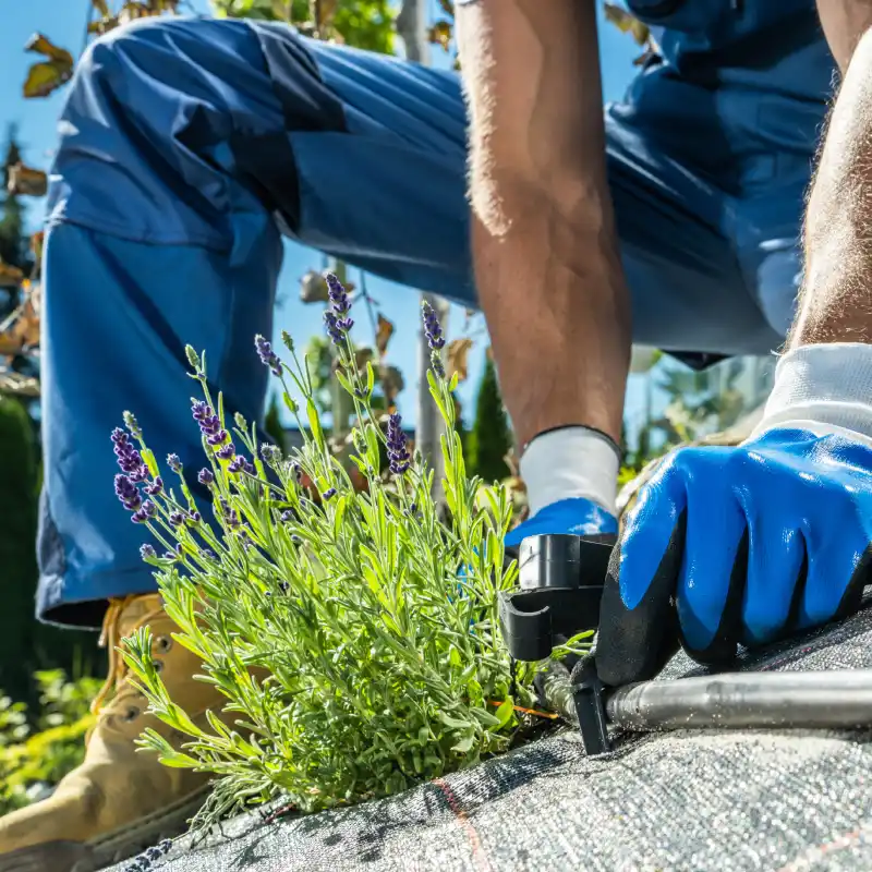 Ventajas del Riego por Goteo en Jardines