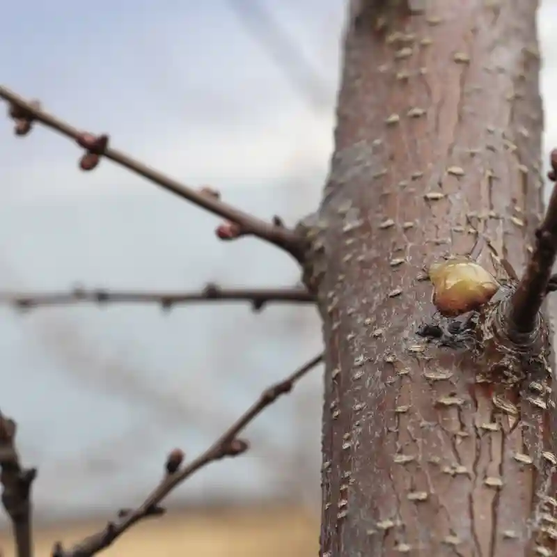 Como cuidar tus arboles de enfermedades