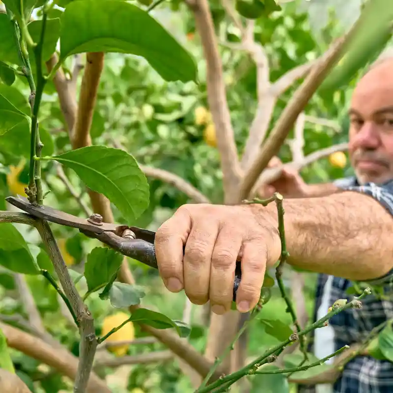 tipos de poda de arboles frutales