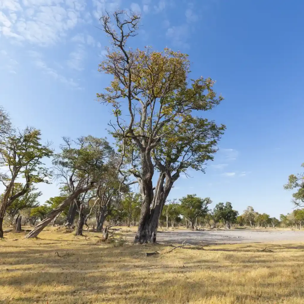 Consejos efectivos para secar rapidamente un arbol grande sin dejar rastro 1