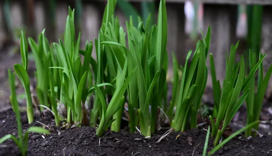 Los beneficios de utilizar fertilizantes naturales para el crecimiento de tus plantas