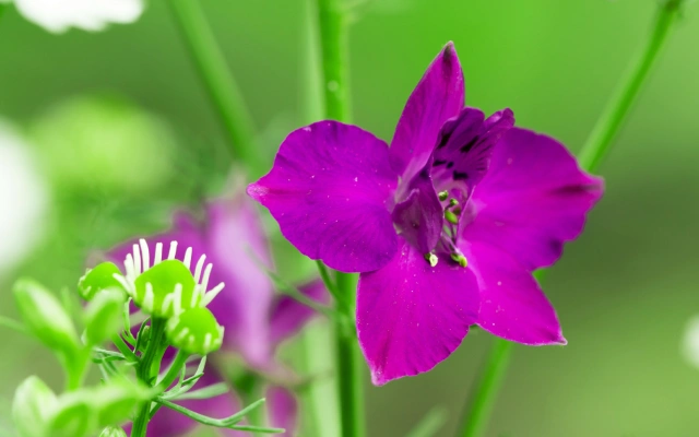 flor Salvia (Salvia)
