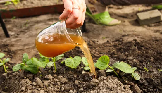 imagFertilizantes naturales vs. fertilizantes químicose