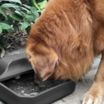 Dispensador Automático de Agua Para todo tipo de mascotas
